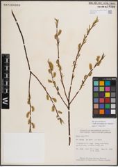 Foto von Salix eriocephala var. watsonii (Bebb) Dorn